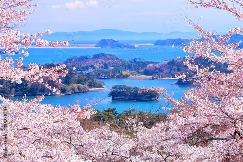 満開の桜と松島湾の眺望
