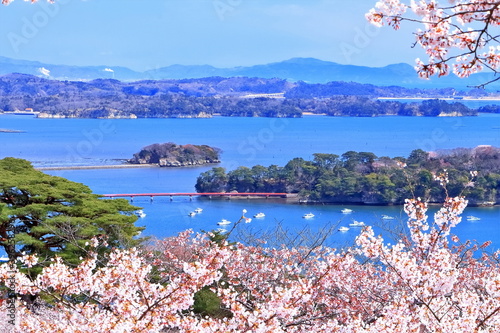 満開の桜と松島湾の眺望