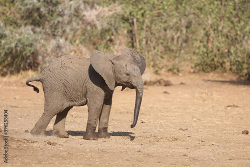 Afrikanischer Elefant   African elephant   Loxodonta africana.