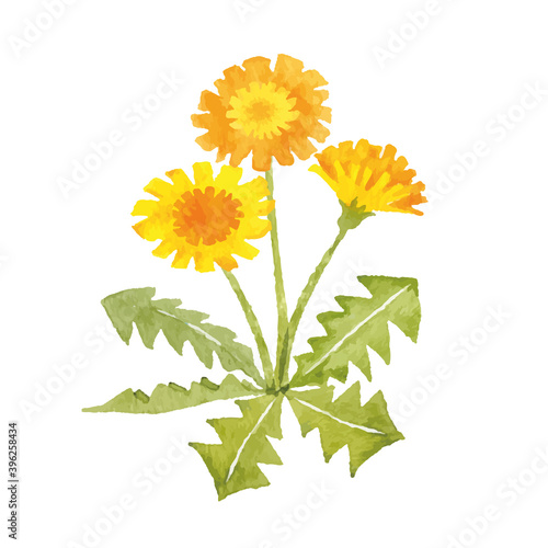 たんぽぽ　水彩イラスト　春の花