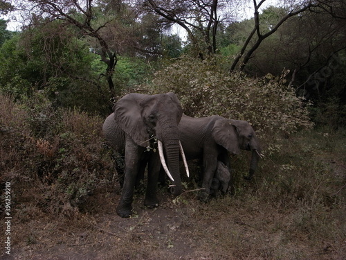 Photography elephants
