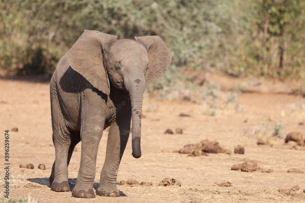 Afrikanischer Elefant / African elephant / Loxodonta africana. Afrikanischer Elefant / African elephant / Loxodonta africana.