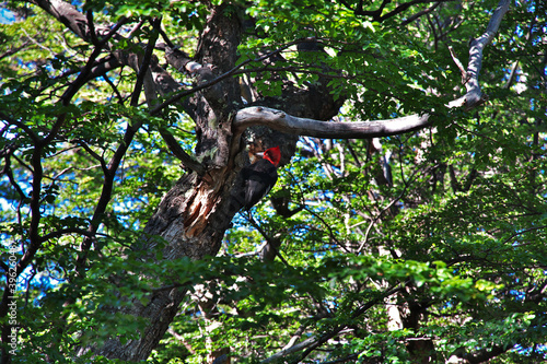 The Woodpecker in the forest close Fitz Roy, El Chalten, Patagonia, Argentina