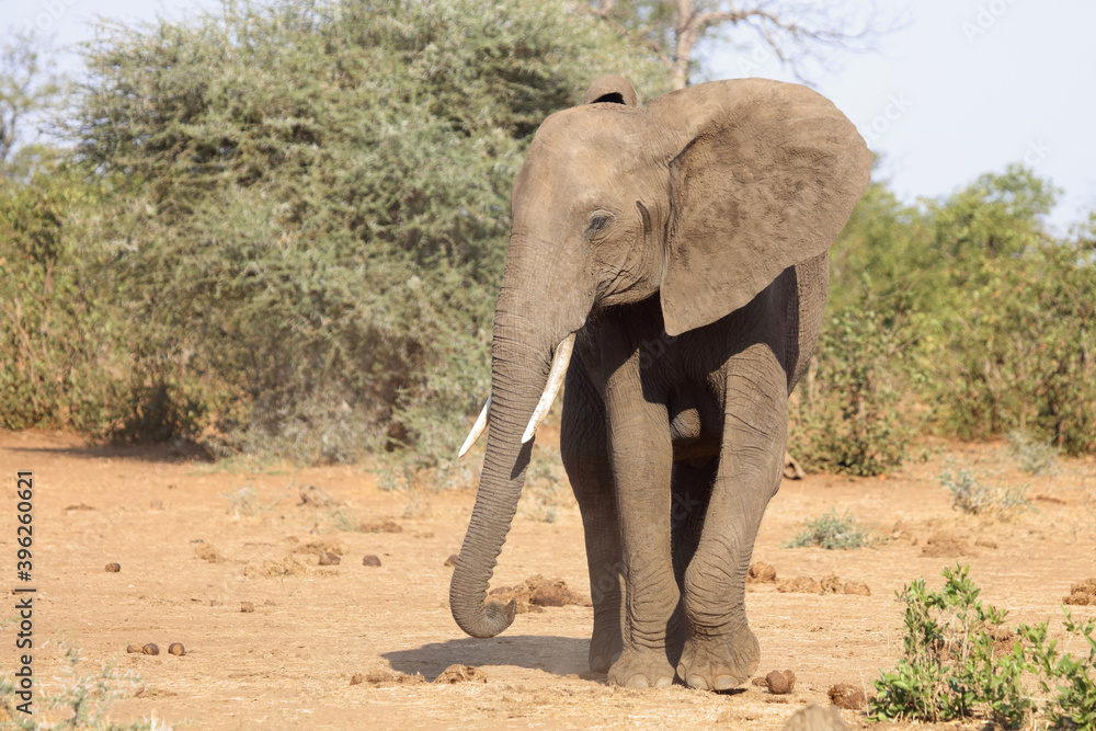 Afrikanischer Elefant / African elephant / Loxodonta africana Afrikanischer Elefant / African elephant / Loxodonta africana