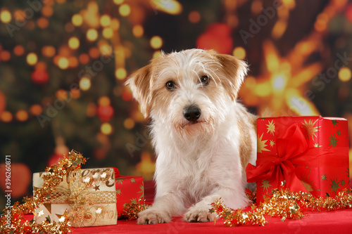 Photography cute kromfohrländer dog lying on christmassy background