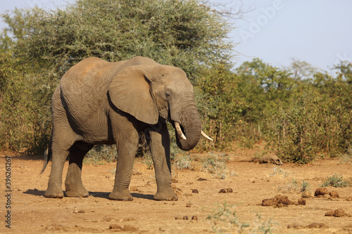 Afrikanischer Elefant   African elephant   Loxodonta africana