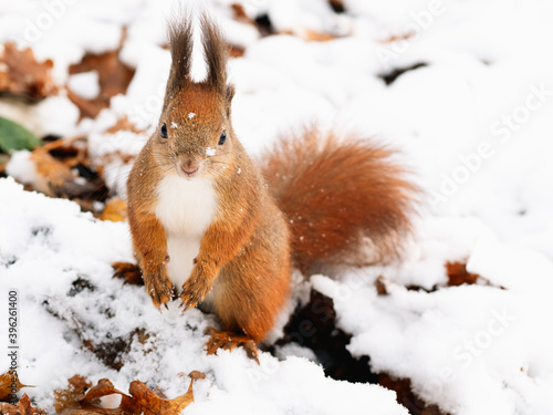Funny cute fat eurasian red squirrel with a bushy tail sitting in the snow, looking at the camera, close-up © Solomiia