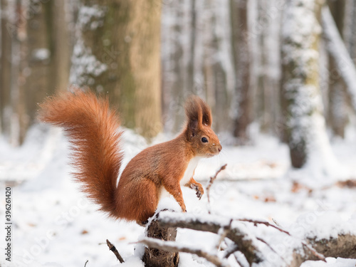 Photo of a cute curious Eurasian red squirrel with a bushy tail and fluffy ears sitting in the snow and looking out © Solomiia