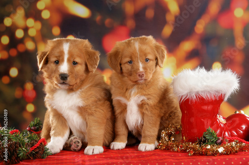 Картината върху платно two duck tolling retriever dogs sitting side by side in christmassy background