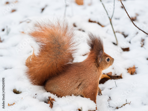 Red squirrel outdoors with a big bushy tail in the snow, looking for nut © Solomiia