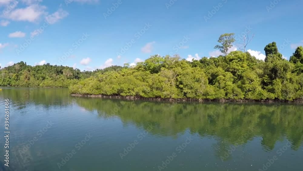 mangroves on the side of a green sea ocean water shot from a boat at 60fps mangroves on the side of a green sea ocean water shot from a boat at 60fps