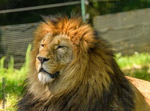 Fotografie adult male of barbary lion (Panthera leo leo) portrait