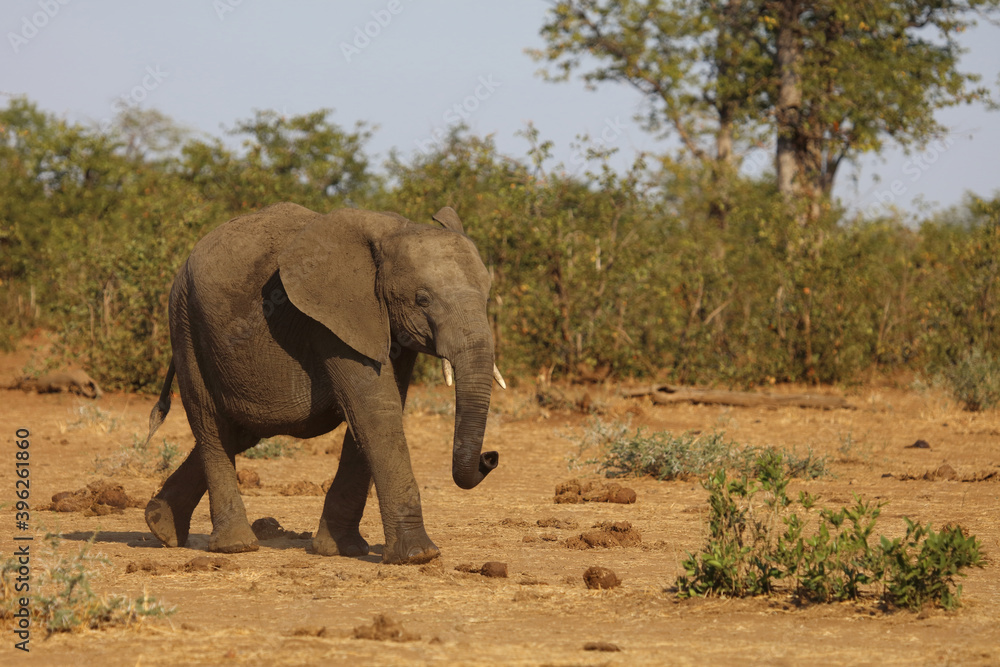Afrikanischer Elefant / African elephant / Loxodonta africana. Afrikanischer Elefant / African elephant / Loxodonta africana.