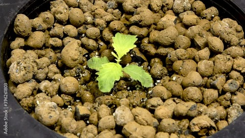 Cannabis Plant Growing In Pot With Clay Pellets - Hydroponic Cannabis Cultivation System. - high angle photo