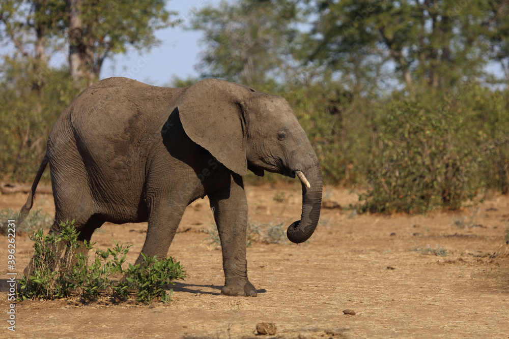 Afrikanischer Elefant / African elephant / Loxodonta africana. Afrikanischer Elefant / African elephant / Loxodonta africana.