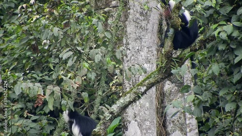 Black White Colobus and Colobi Monkeys at Natural Environment on Rainforest Trees in Africa. Real wild wildlife animal animals tailed tail monkey crowded tropical tropic colobuses colobi ape apish 4K. photo