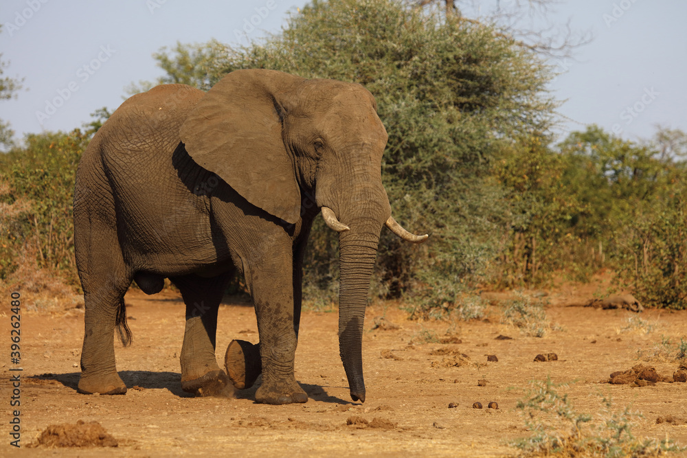 Afrikanischer Elefant / African elephant / Loxodonta africana Afrikanischer Elefant / African elephant / Loxodonta africana