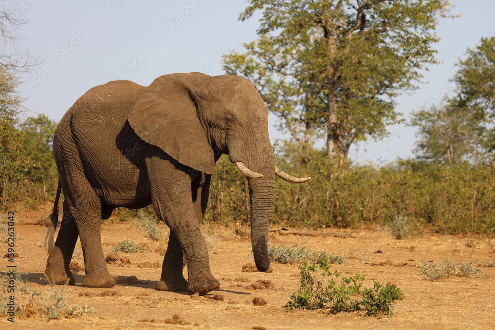 Afrikanischer Elefant / African elephant / Loxodonta africana