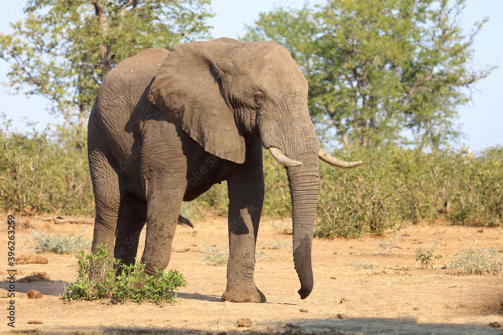 Obraz premium Afrikanischer Elefant / African elephant / Loxodonta africana