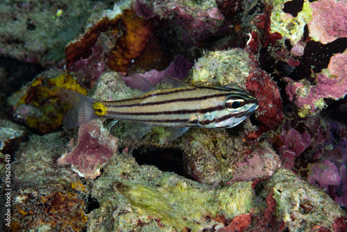 Toothy Cardinalfish Cheilodipterus isostigmus