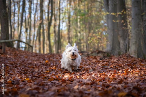 Small West Highland White Terrier runs through the autumn forest
