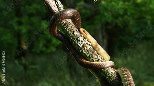 Aesculapian Snake - Zamenis longissimus, Elaphe longissima, nonvenomous olive green and yellow snake native to Europe, Colubrinae subfamily of family Colubridae. Resting on the branch. photo