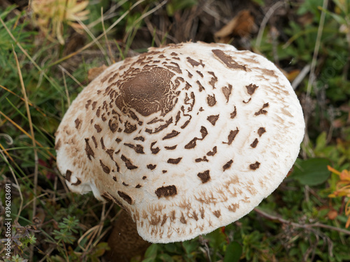 (Macrolepiota procera) Champignon populaire, coulemelle ou lépiote élevée dans une prairie en Forêt-Noire