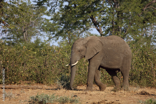 Afrikanischer Elefant   African elephant   Loxodonta africana.