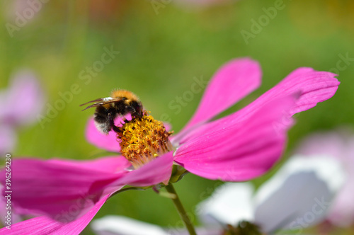 Bumblebee inside a pink garden cosmos flower, mexican aster, bee pollinating in the garden, big pink petals, macro close up. © Kati Moth