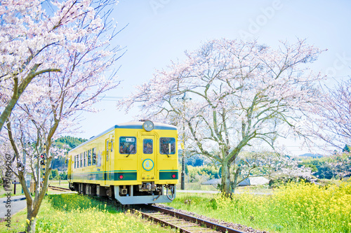 小湊鉄道, 桜, 菜の花, 房総半島, 千葉県