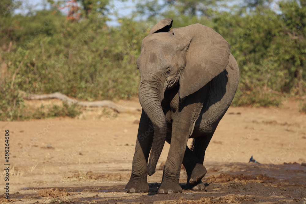 Obraz premium Afrikanischer Elefant / African elephant / Loxodonta africana.