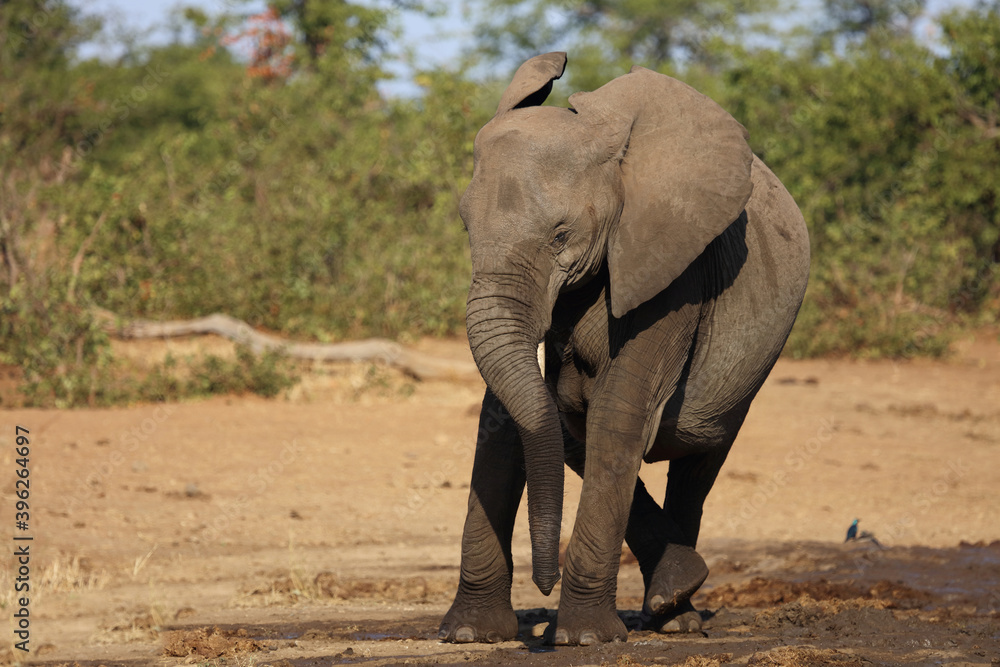 Obraz premium Afrikanischer Elefant / African elephant / Loxodonta africana.