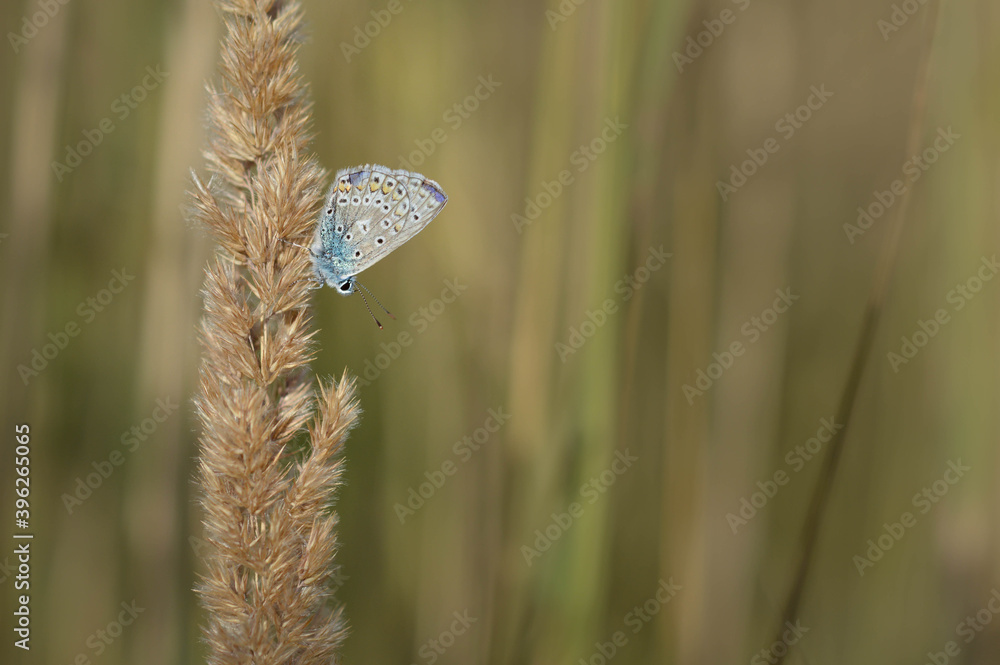 Polyommatus icarus, common blue butterfly, small butterfly blue and grey, with orange and black spots in nature on a plant close up. Polyommatus icarus, common blue butterfly, small butterfly blue and grey, with orange and black spots in nature on a plant close up.