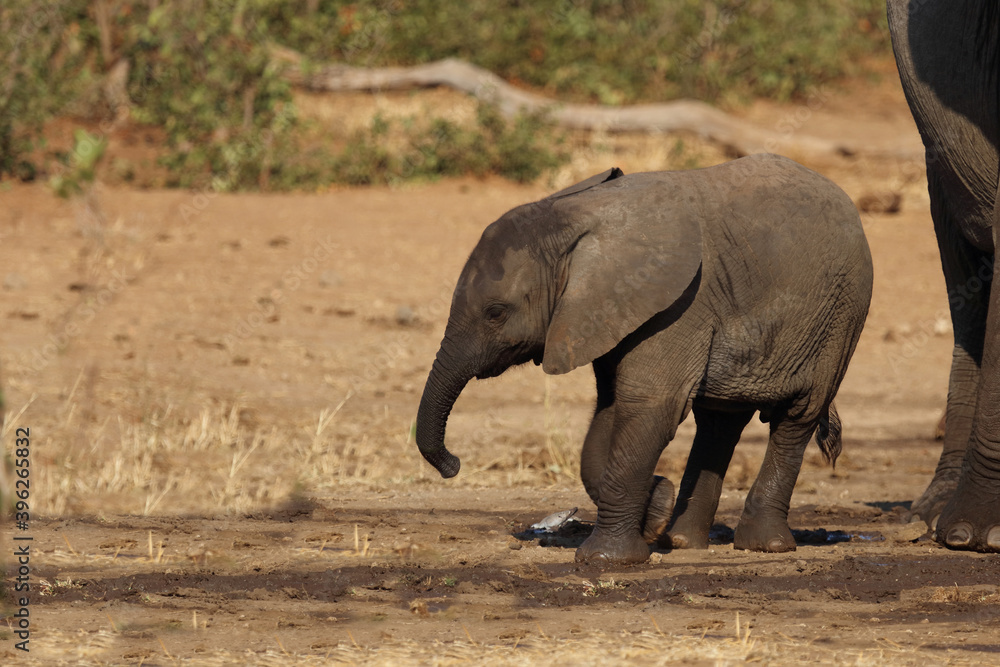 Fototapeta premium Afrikanischer Elefant / African elephant / Loxodonta africana.