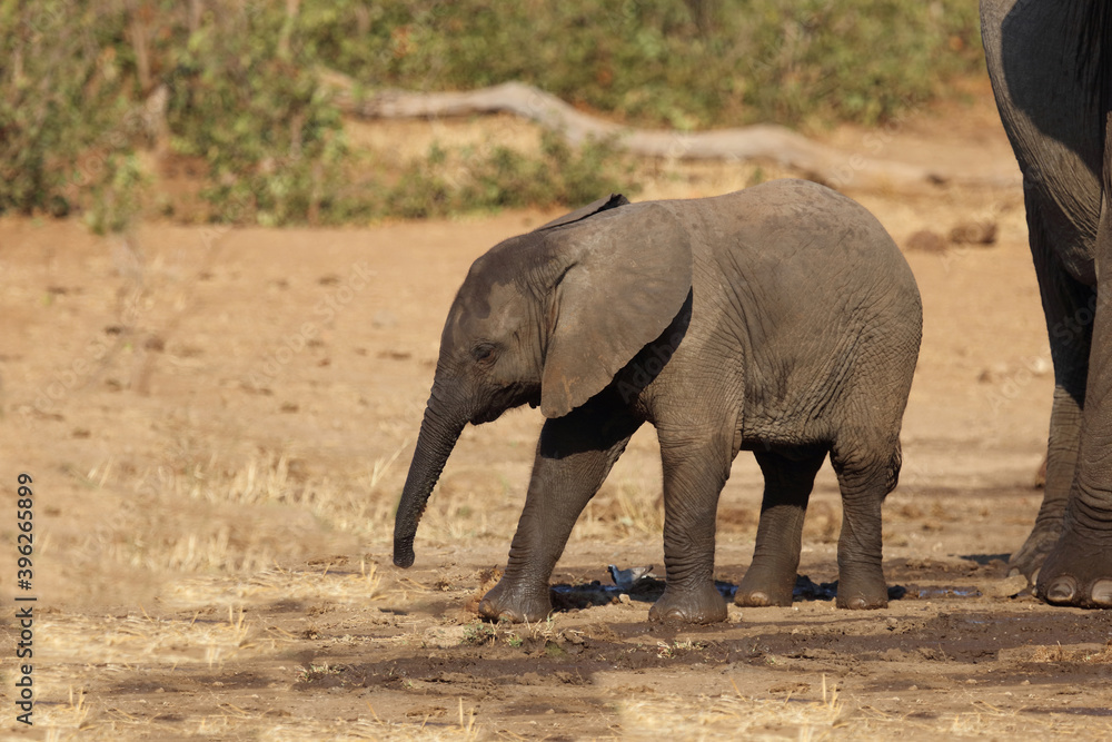 Afrikanischer Elefant / African elephant / Loxodonta africana. Afrikanischer Elefant / African elephant / Loxodonta africana.