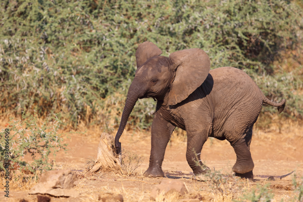 Afrikanischer Elefant / African elephant / Loxodonta africana.