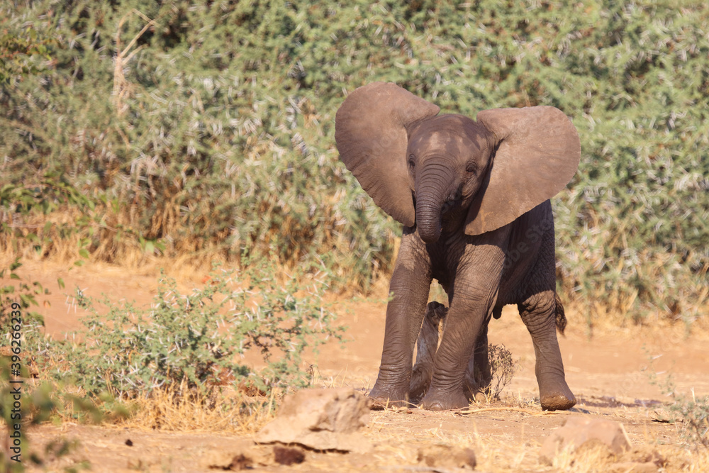 Afrikanischer Elefant / African elephant / Loxodonta africana. Afrikanischer Elefant / African elephant / Loxodonta africana.
