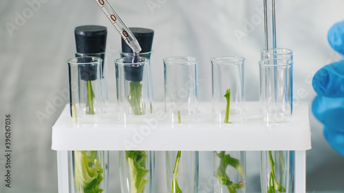 Macroshooting of test tubes with plants, they add the drug. Genetic modifications concept photo