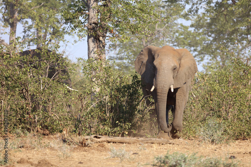 Afrikanischer Elefant   African elephant   Loxodonta africana