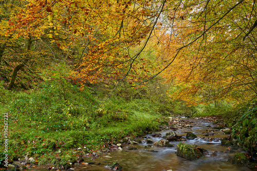 Colorful autumnal landscape of a river in the forest © Xalanx