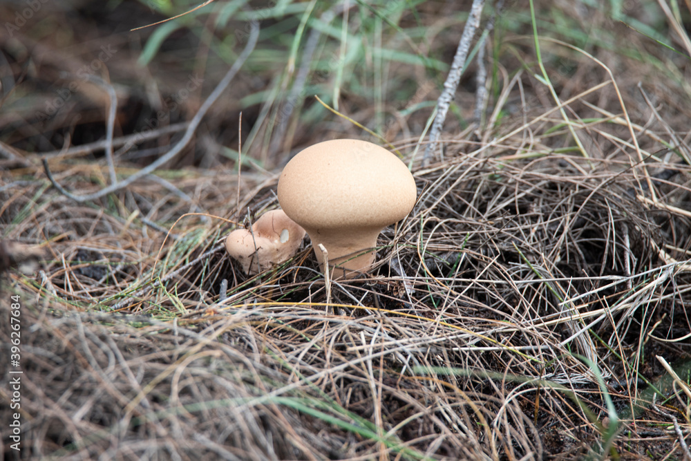 Round mushroom in a forest Round mushroom in a forest