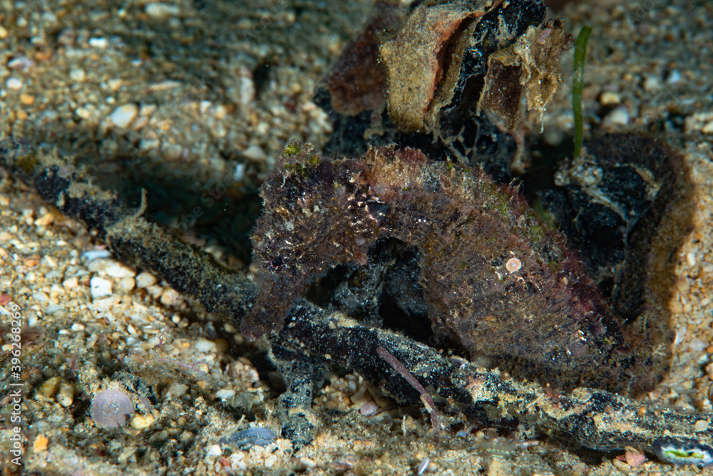 Estuary Seahorse Hippocampus kuda