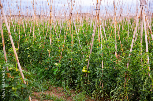 Fotografie Closeup of fresh green tomatoes ripening on supporting stakes on field
