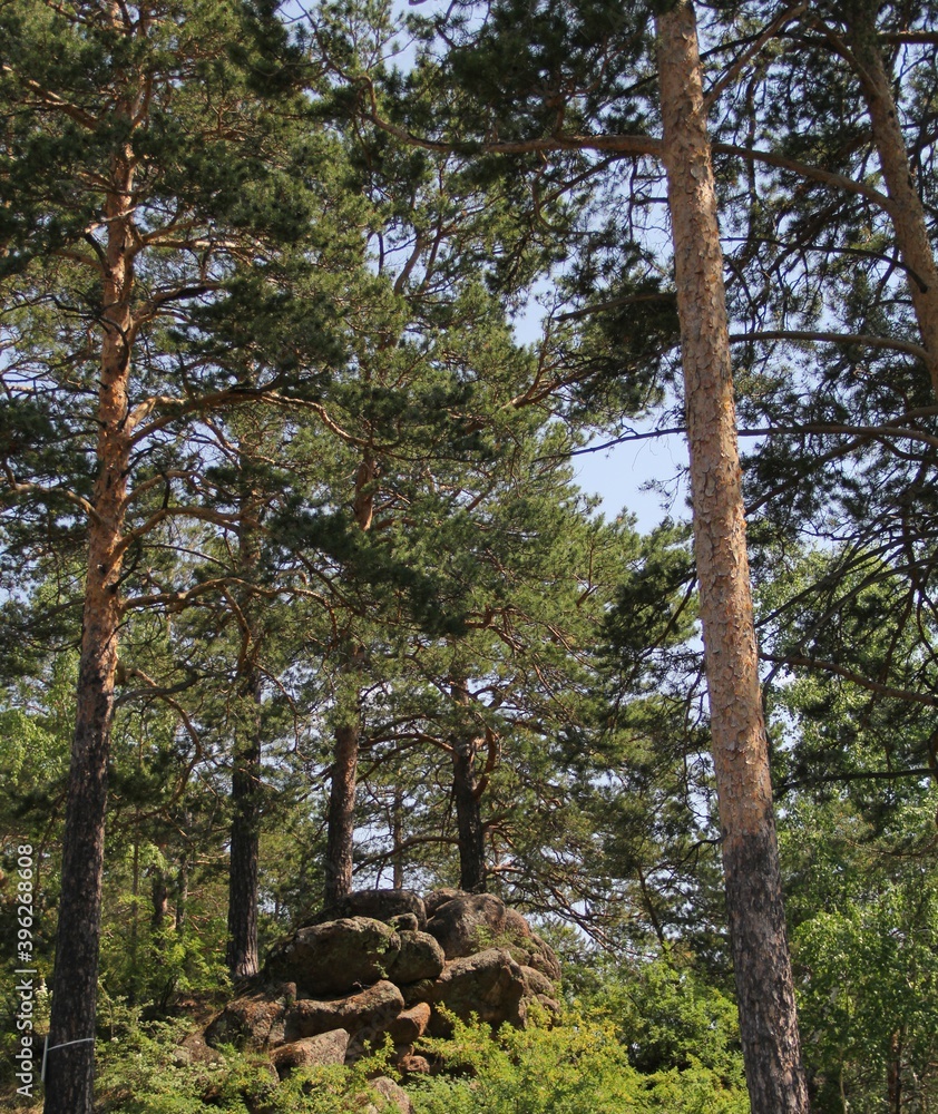 Fototapeta premium huge stones in the forest of Krasnoyarsk