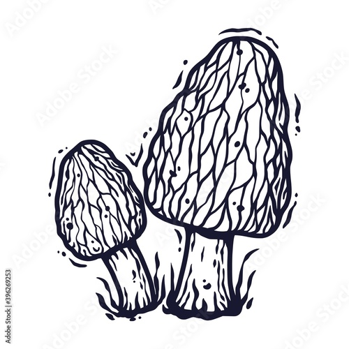 Vector illustration of morel. Autumn mushroom picking for vegan food and cooking design