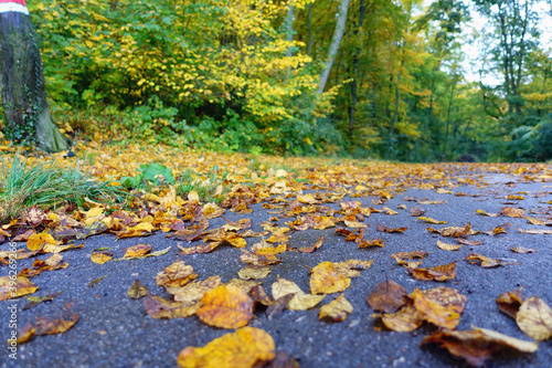 Vergängliche Zeit - Verwelkte Herbstblätter am Straßenrand haben tiefe, traurige Farben, die vom Regen weggespült werden © Franz Pfluegl