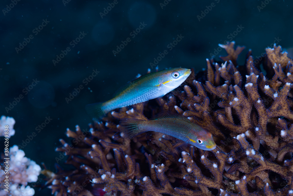 Cutribbon Wrasse Stethojulis interrupta Cutribbon Wrasse Stethojulis interrupta