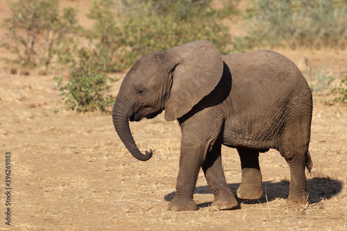 Afrikanischer Elefant   African elephant   Loxodonta africana.