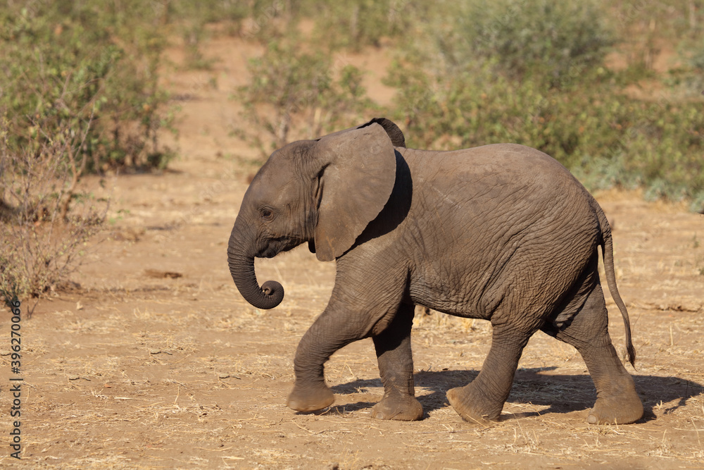 Afrikanischer Elefant / African elephant / Loxodonta africana. Afrikanischer Elefant / African elephant / Loxodonta africana.