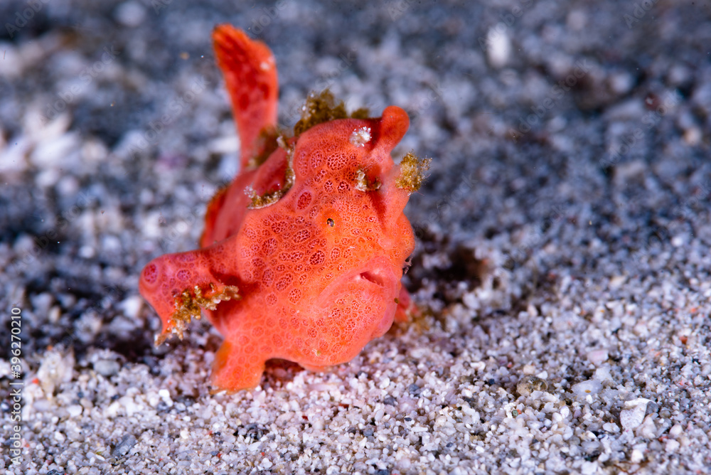 Painted frogfish Antennarius pictus Painted frogfish Antennarius pictus